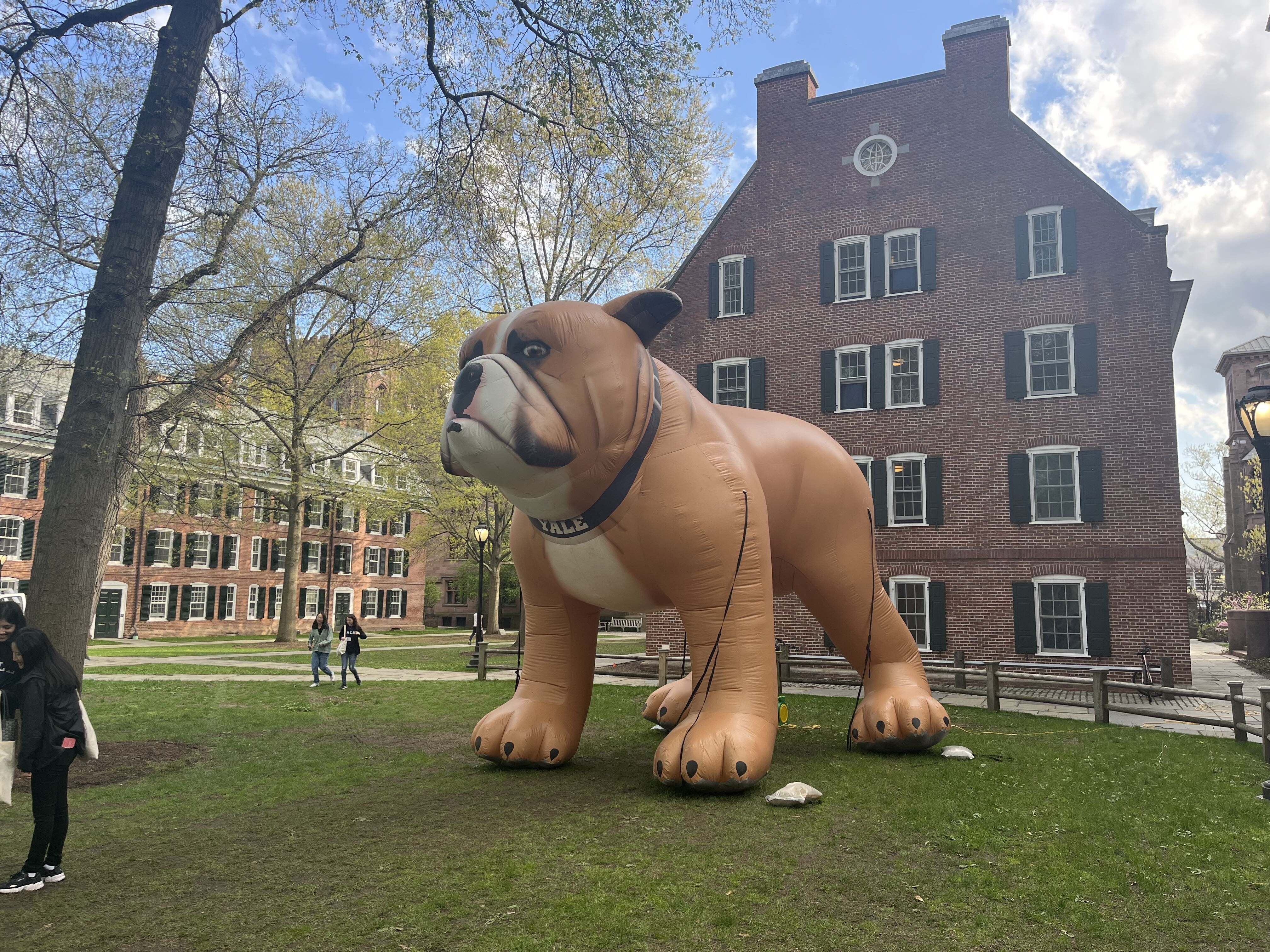 yale university bulldogs