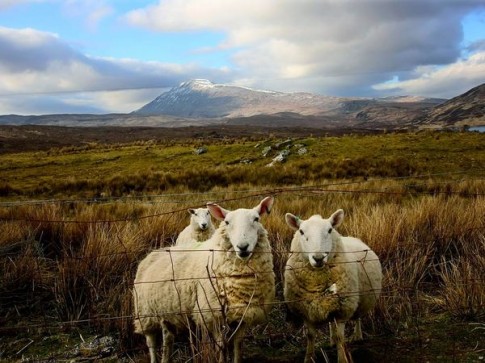 Sheep picture reposted by The Yale Record college humor magazine