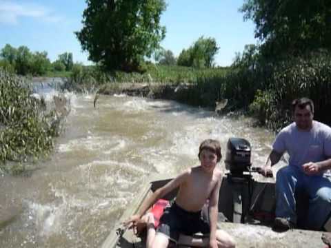 Asian Jumping Carp