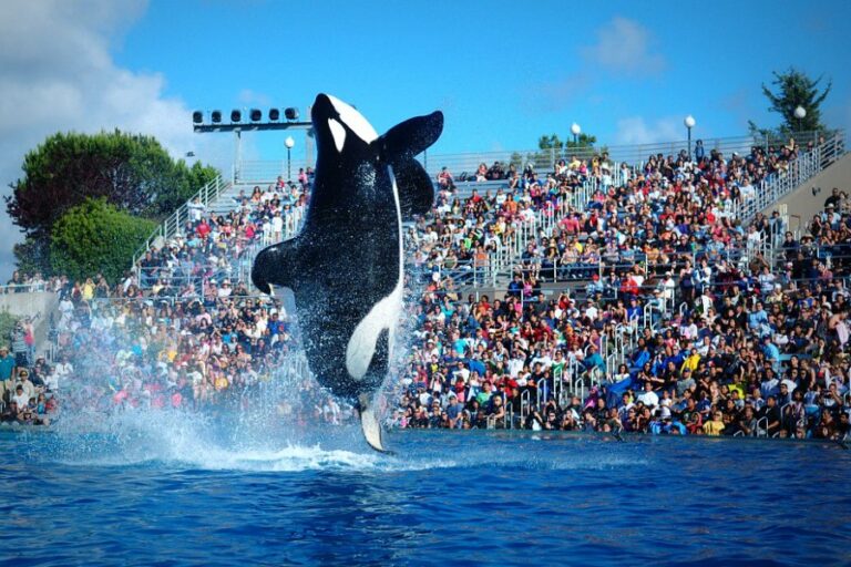 Other Abuses at SeaWorld