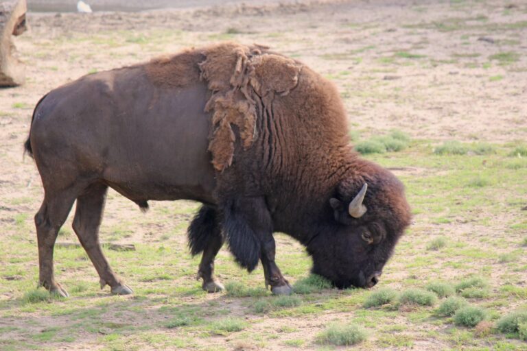 Signs Your Roommate Is Actually A Majestic Bison