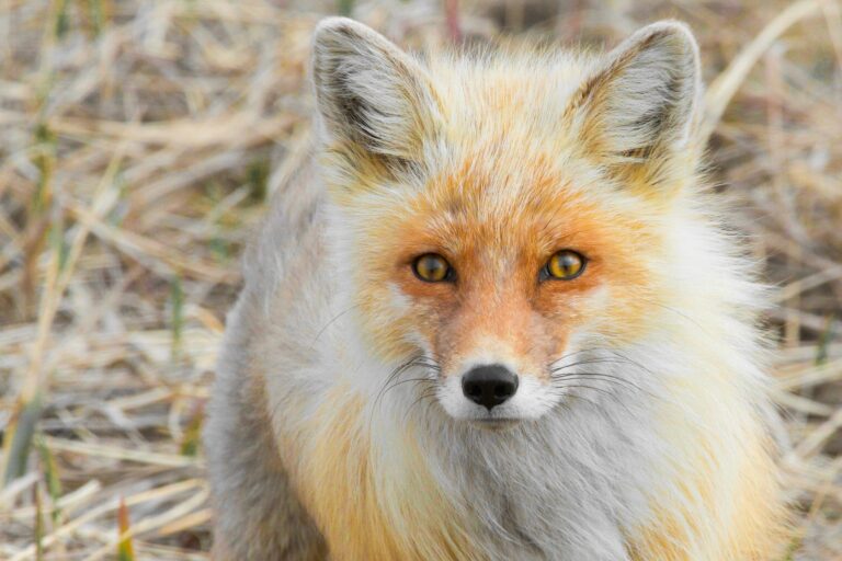 Gorgeous Animals I’d Love to Shoot
