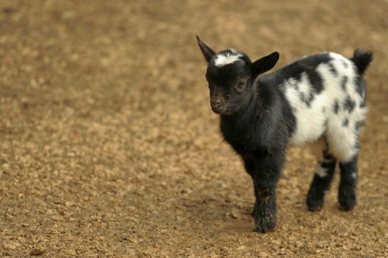 Boys At Middle School Dances Display Evolutionary Tie To Goats