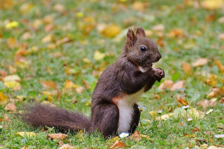 Old Campus Squirrels: Give Us Back Our Green