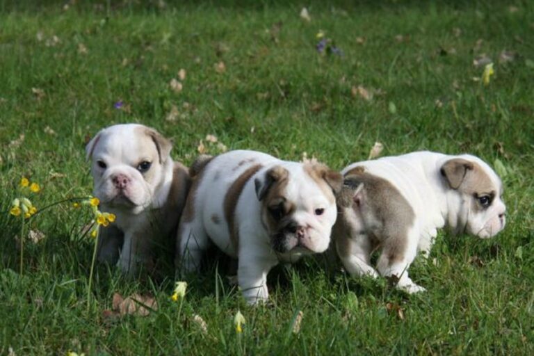 Yale Not Sure Why Students Keep Attending Bulldog Days, Which Is Clearly Intended for Bulldogs