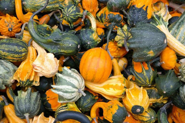 Reasons Why Your Career Selling Roadside Squash May Not Be Taking Off