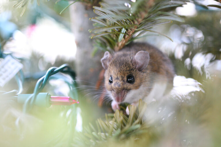 ‘Twas the Night Before Christmas, O Fuck We Have Mice