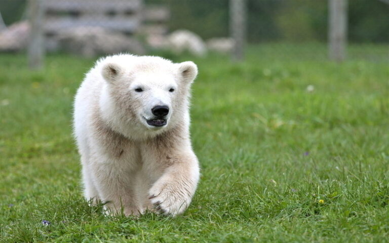 The Tragedy Of Climate Change: A Look At The 5 Majestic Polar Bears Who Are Dying In My Backyard In Miami